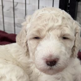 Girl 1 - Poodle puppy in Wildomar, California from Pounds Puppies Poodles