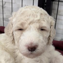 Girl 1 - Poodle puppy in Wildomar, California from Pounds Puppies Poodles