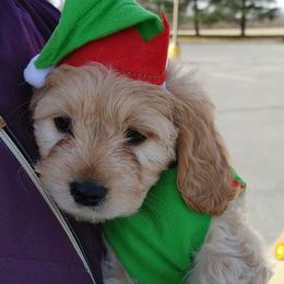 Cavapoo Puppies from Jessie's Puppies