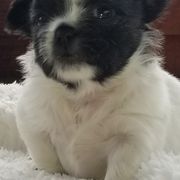 Mi-Ki Puppies from Great Lakes Mi-Kis