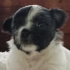 Mi-Ki Puppies from Great Lakes Mi-Kis