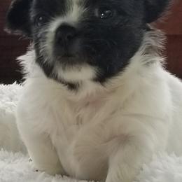 Mi-Ki Puppies from Great Lakes Mi-Kis