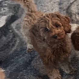 Green Boy - Red  male Goldendoodle puppy in Spring Branch, Texas from Texas Hill Country Doodles