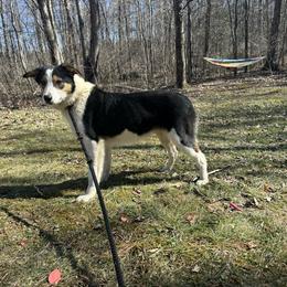 Bailey - Tri-color female Border Collie puppy in Milton, Pennsylvania from C&C Border Collies