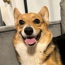 Pembroke Welsh Corgis from Harper’s Corgis