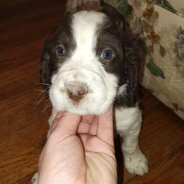 Mr. Drummer - Liver and white male English Springer Spaniel puppy in Kingsport, Tennessee from Leandra's English Springer Spaniels