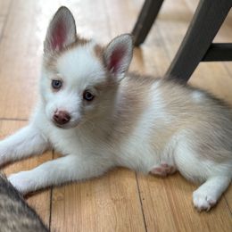 Lilac Collar - Red and white female Pomsky puppy in Exeter, Rhode Island from Ocean State Pomskies