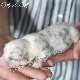 American Corgi and Pembroke Welsh Corgi Puppies from Magnolia Creek Corgis
