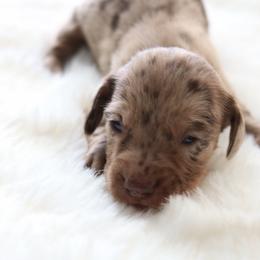 Boy 1 - Dapple male Dachshund puppy in Peebles, Ohio from Cave Valley Hounds