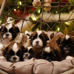 Shih Tzu Puppies from Chrysanthemum Creek