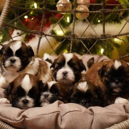 Shih Tzu Puppies from Chrysanthemum Creek