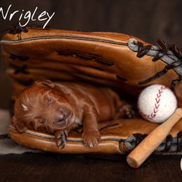 Australian Labradoodle Puppies from Swinging Gate Labradoodles