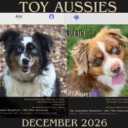 Toy Australian Shepherd puppies from TK Standard, Mini, & Toy Aussies