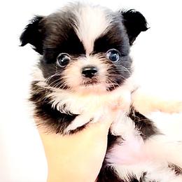 Bambi Doll, price9980 - Black and white female Chihuahua puppy in Santa Rosa Beach, Florida from Eva's Chihuahua