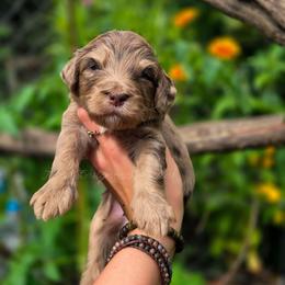Hitch - Merle male Goldendoodle puppy in Centreville, Mississippi from Trin's Designer Doodles