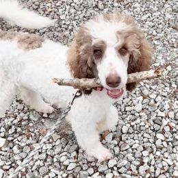 Poodle All Grown Up from Alexander’s Standard Poodles