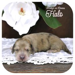 HALO - AKC Registered - Cream female Dachshund puppy in Graceville, Florida from Misty's 101 Doxies