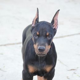 Doberman Pinscher Puppies from Obsidian Kennels