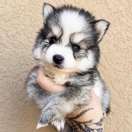 Wrangler - Gray and white male Pomsky puppy in La Verne, California from Red Cedar Pomskies