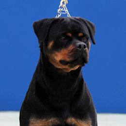 Doxa - Rottweiler