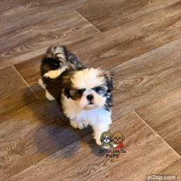 Cruz - Tricolor male Shih Tzu puppy in Walkertown, North Carolina from Lil’ Bit’s Shih Tzu