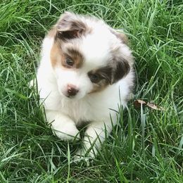Toy Australian Shepherds from Raggededge Toy Australian Shepherds