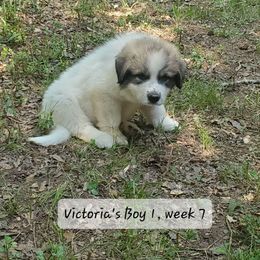 Boy 1 - White and badger male Great Pyrenees puppy in Nicholson, Georgia from Pony Trail Farm