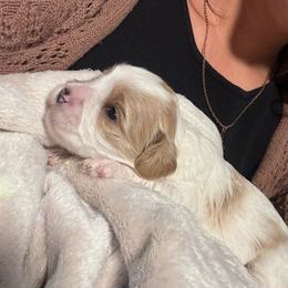 Prince - Gold and white male Cavatzu puppy in Turlock, California from Charming Woofs