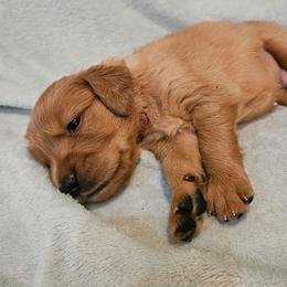 Camambert - Golden male Golden Retriever puppy in Dayton, Minnesota from Akoya Kennels