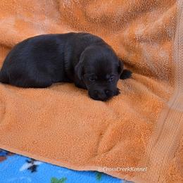 Chocolate Female - Chocolate female Labrador Retriever puppy in Crockett, Texas from Cross Creek Kennels, Inc