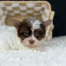 Coby - Chocolate, tan and white male Yorkshire Terrier puppy in Liberty, Texas from Tiny Yorkshire pups