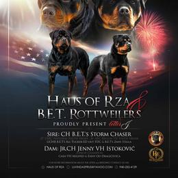 Boy 2 - Black and mahogany male Rottweiler puppy in San Antonio, Texas from HAUS OF RZA
