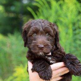 Purple - Chocolate female Australian Labradoodle puppy in Williamstown, New York from Lewis Manor Labradoodles