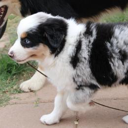 Skye - Blue merle female Miniature Australian Shepherd puppy in Sonoita, Arizona from Gardner Canyon Kennels