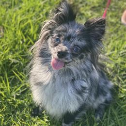 Aussiedoodles and Pomeranians from Designer_dogs_for_all