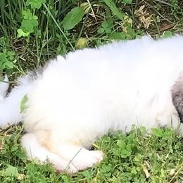Great Pyrenees Puppies from Judith Cooper’s Great Pyrenees
