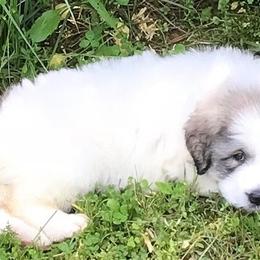 Great Pyrenees Puppies from Judith Cooper’s Great Pyrenees