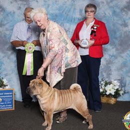 Chinese Shar-Pei from Xu-Fei Chinese Shar-Pei