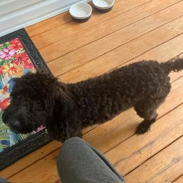 Bordoodle and Poodle All Grown Up from Poo's Doo's & Inu's