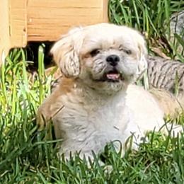 Shih Tzus from Alethia Courville