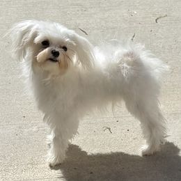 Finn - Maltese