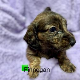 Finnegan - Brindle male Dachshund puppy in Huntington, Arkansas from Rockstar.Weiners