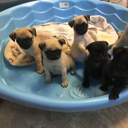 Bulldog, French Bulldog, and Pug Puppies from Royal destiny kennels