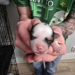 Cookie - White female Morkie puppy in Pittsburgh, Pennsylvania from Maria's Morkies & More