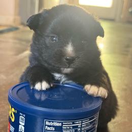 Odee - Tri-colored male Pomeranian puppy in Lakeport, California from Akins Aussies/Wild Rose Ranch