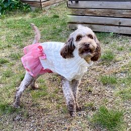Australian Cobberdog All Grown Up from MountainAyres Australian Cobberdogs