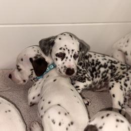 Girl 1 Pink - White and liver brown female Dalmatian puppy in Miami, Florida from Soflo Dalmatians