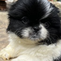 Checkers - Black Pekingese puppy in Cumming, Georgia from Imperial Pekingese