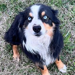 Ace - Australian Shepherd