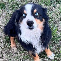 Ace - Australian Shepherd